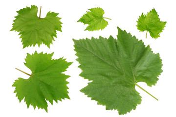 Grape leaves isolated on white background, top view