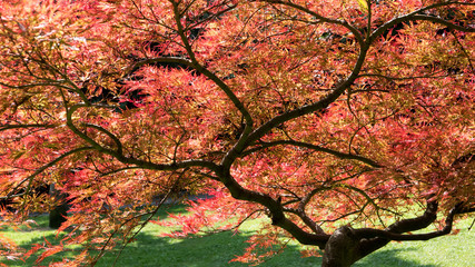 Acer palmatum, commonly known as palmate maple, Japanese maple