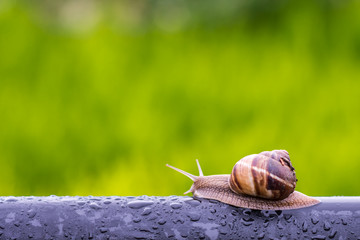 Snail in rainy morning