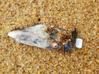 Shell on the sea sand