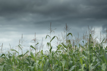 Fototapeta premium Dark cloud sky over the corn field