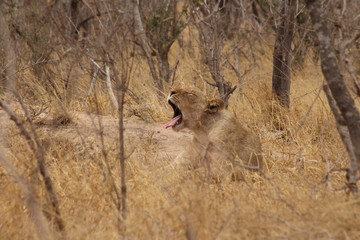 Lonely lioness in Park Kruger