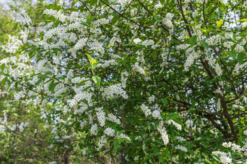 Fototapeta na wymiar blossoming apple tree in spring