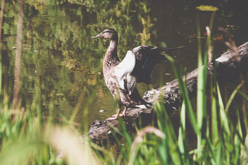 Duduck