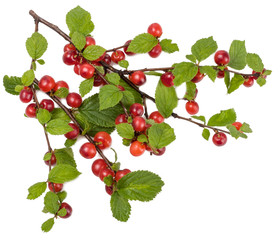 Fototapeta premium Branch felt cherry isolated on white.