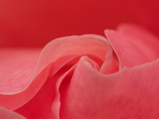 Obraz premium abstract texture Closeup macro shot of a blooming rose.