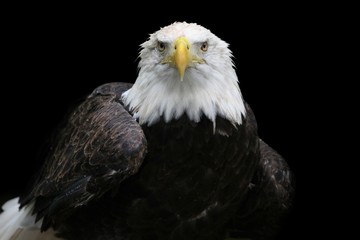 American Bald Eagle