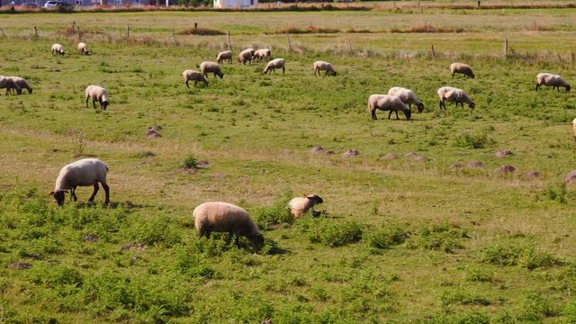Sheeps at landscape in France. Sheeps on the fiels in France