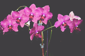 orchid