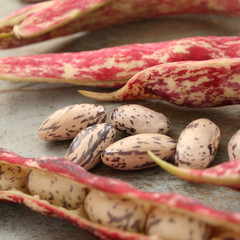 fresh raw borlotti beans