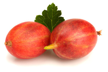Gooseberry isolated on a white background