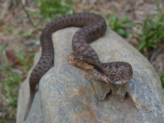  Close up of a young spanish adder / viper Aspis aspis