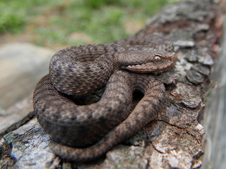  Close up of a young spanish adder / viper Aspis aspis