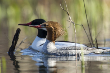 Male and female common merganser.