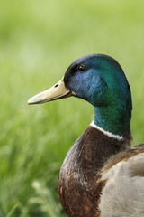 Mallard male duck portrait.