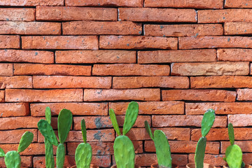 red brick wall texture background with cute green cactus