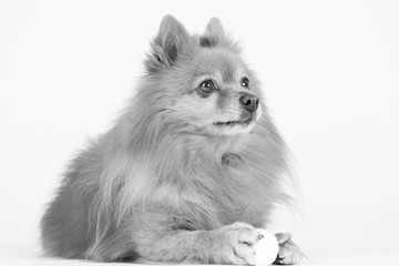 Fototapeta premium Hund Studio Süß Freisteller