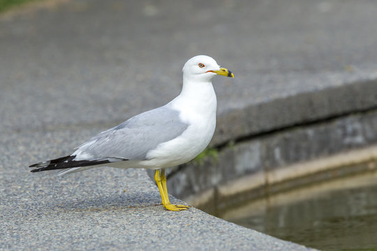 Ring billed gull by a pond.