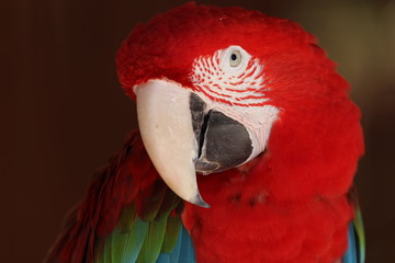 Red Macaw beauty