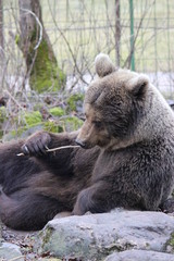 Fototapeta na wymiar brown bear in estonian zoo, estonia