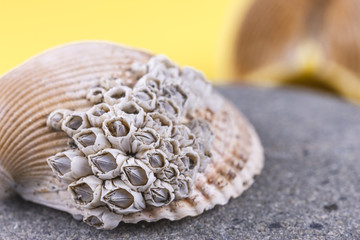 Barnacles on a seashell.