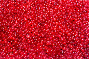 Red currant background without branches, made from for designers