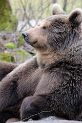 Obraz premium brown bear in estonian zoo, estonia
