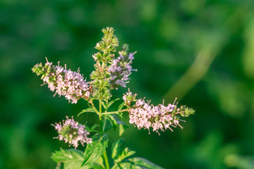 mint blossom in the garden