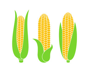 Corn logo. Isolated corn on white background 