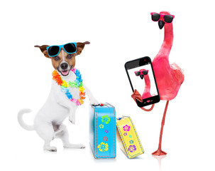 dog and owner on summer vacation