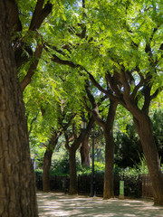 Under the shade of trees in Barcelona, Spain