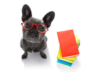 smart dog and books