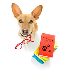 smart dog and books