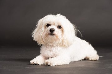 Obraz premium Hund Studio Süß Freisteller Weiß