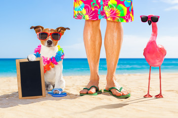 dog and owner on summer vacation
