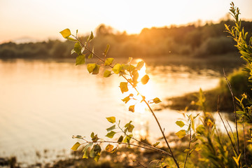 sunset over lake focused on leaves and branch 