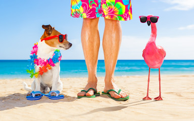 dog and owner on summer vacation