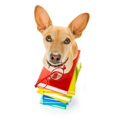 smart dog and books