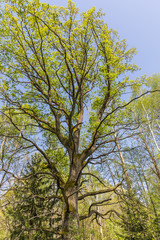 Forest in the national reserve 