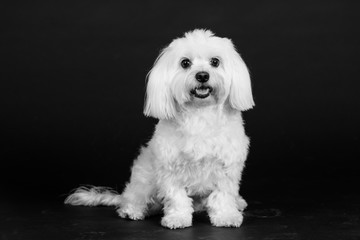 Hund Studio Süß Freisteller