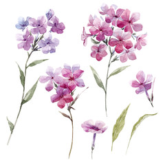 Watercolor phlox flowers