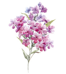 Fototapeta na wymiar Watercolor phlox flowers