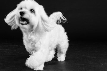 Hund Studio Süß Freisteller