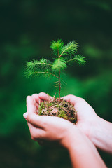 Female hand holding sprout wilde pine tree in nature green forest. Earth Day save environment...