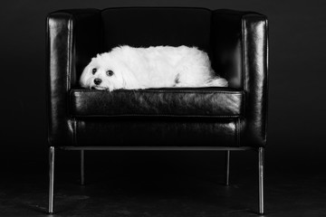 Hund Studio Süß Freisteller