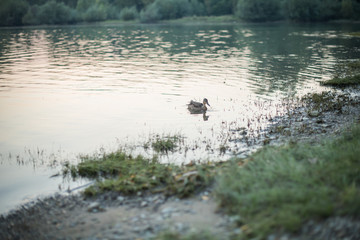 duck in a water lake in a wild natural environment 