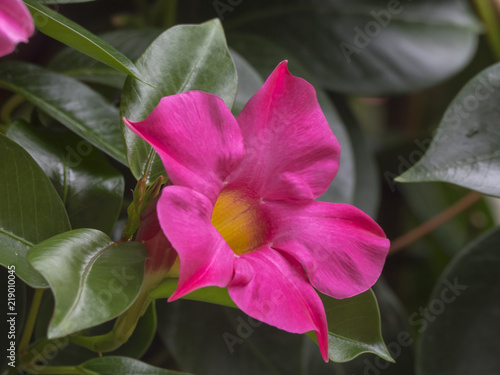 Mandevilla Sanderi Mandévilla Ou Dipladénia Une Plante