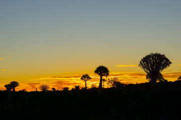Silhouette quiver tree landscape at sunset
