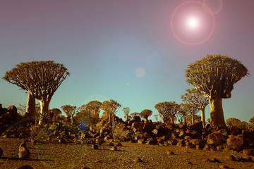 Namibia Quiver Tree Forest