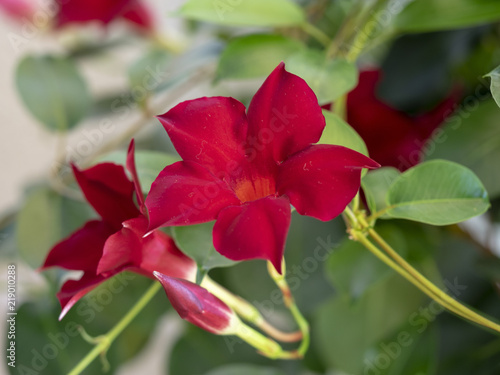 Mandevilla Sanderi Mandévilla Ou Dipladénia Une Plante